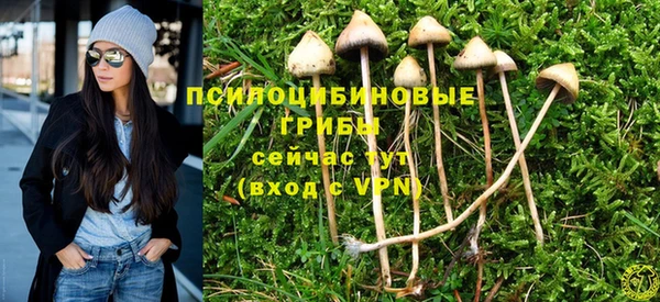 прущие грибы Алагир